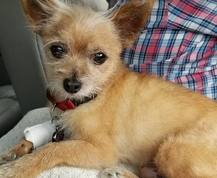 Companion Veterinary Clinic Picture 9