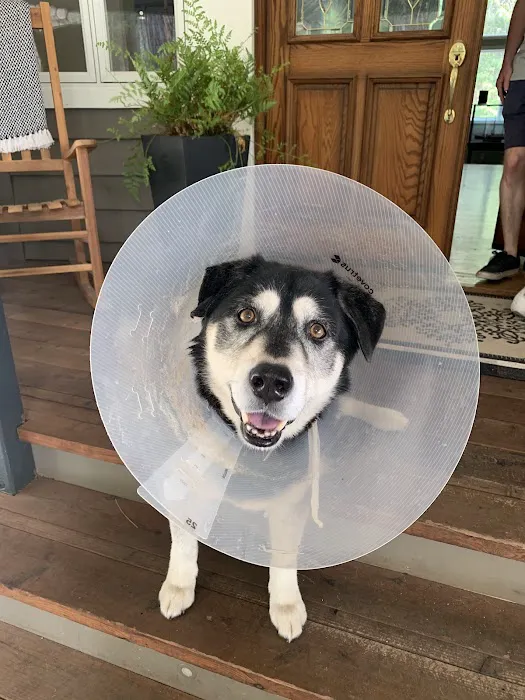 South Auburn Veterinary Hospital Picture 1