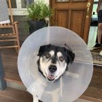 South Auburn Veterinary Hospital