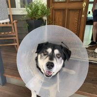 South Auburn Veterinary Hospital ico