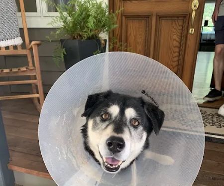 South Auburn Veterinary Hospital