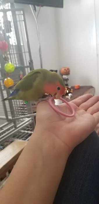 Avian Health Services Picture 3