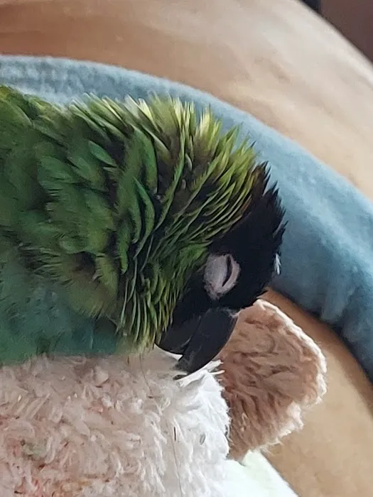 Avian Health Services Picture 1