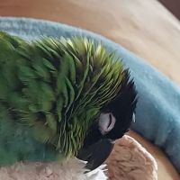 Avian Health Services ico