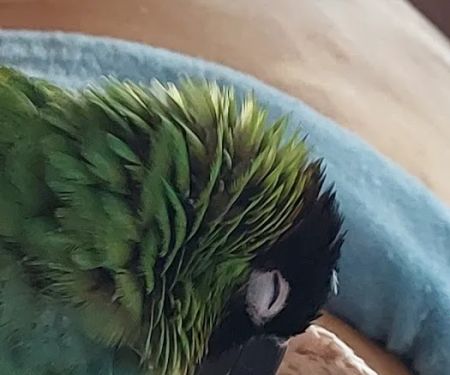 Avian Health Services