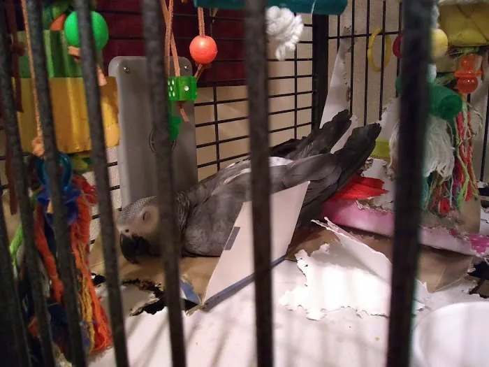 Avian Health Services Picture 6