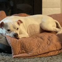 Missouri Flat Animal Hospital ico