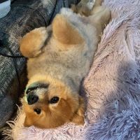 Crossroads Veterinary Hospital ico