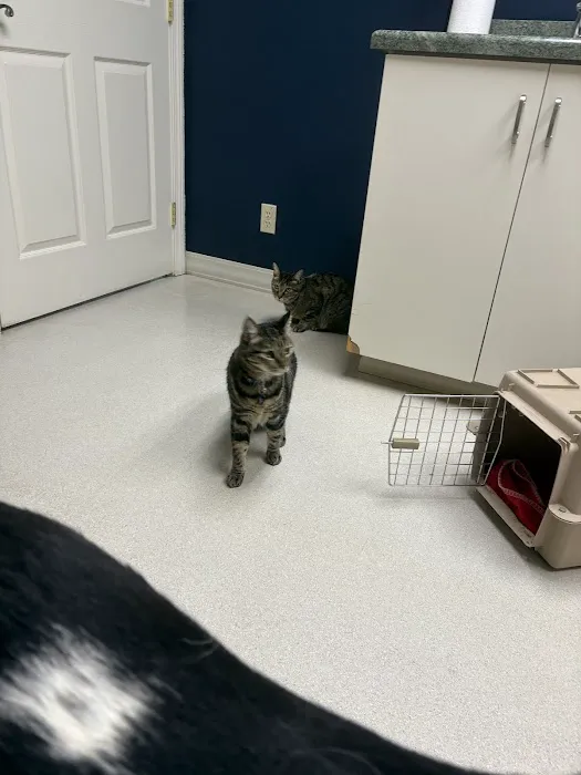 Crossroads Veterinary Hospital Picture 2