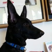 Sierra Animal Hospital ico
