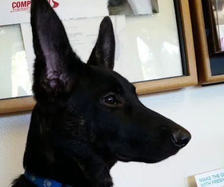 Sierra Animal Hospital