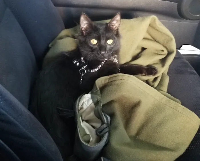 Sierra Animal Hospital Picture 3