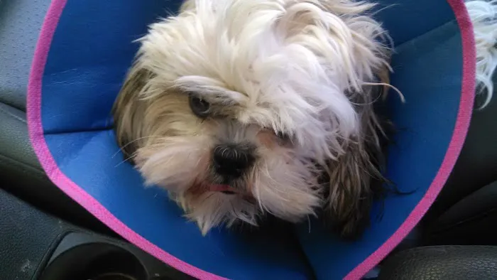 Sierra Animal Hospital Picture 5