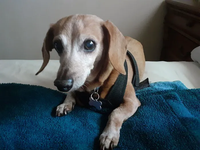 Sierra Animal Hospital Picture 10
