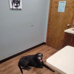 Sierra Animal Hospital: Stephens Stacey DVM
