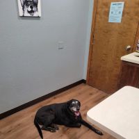 Sierra Animal Hospital: Stephens Stacey DVM ico