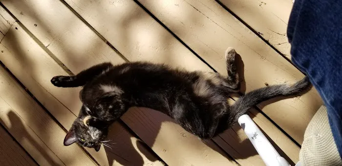 Placerville Animal Wellness Picture 1