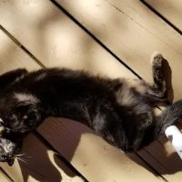 Placerville Animal Wellness ico