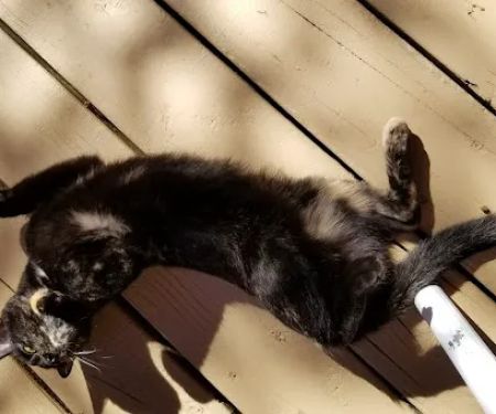 Placerville Animal Wellness