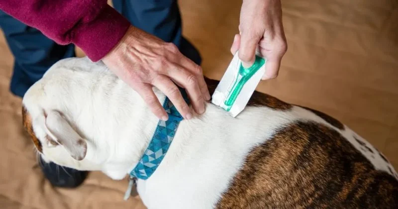 Safe Flea Treatments for Puppies and Kittens – Effective Options for Young Pets