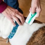 Safe Flea Treatments for Puppies and Kittens – Effective Options for Young Pets