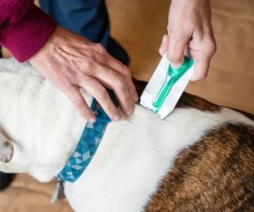 Safe Flea Treatments for Puppies and Kittens – Effective Options for Young Pets