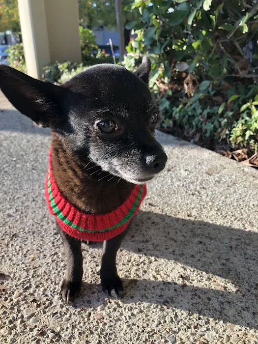 Placerville Animal Wellness Picture 4