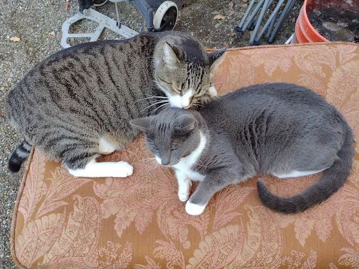 Placerville Animal Wellness Picture 10