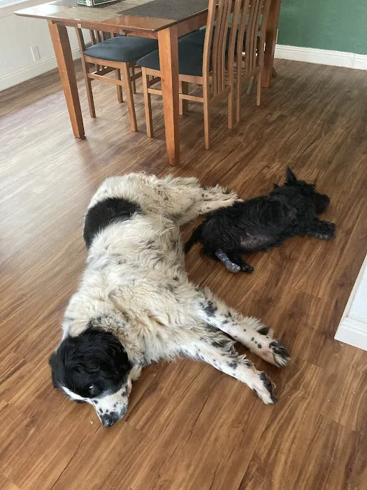 Placerville Animal Wellness Picture 9