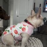 Placerville Animal Surgery Center