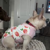 Placerville Animal Surgery Center ico