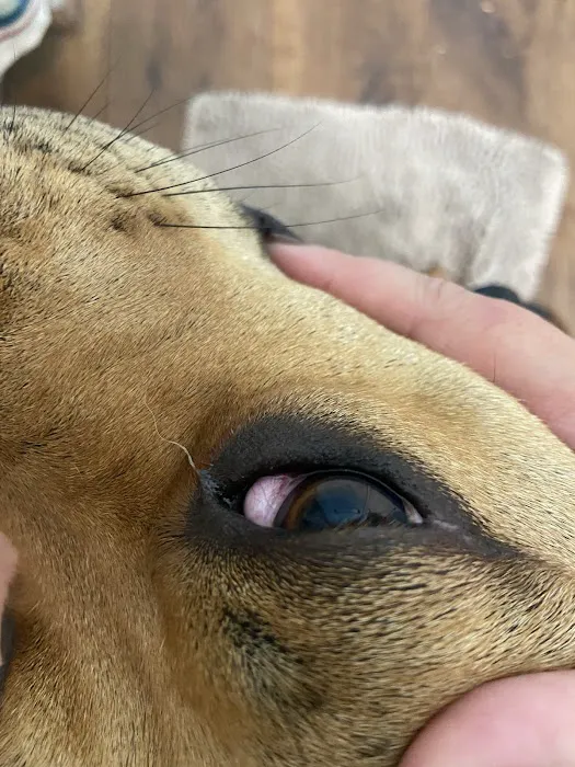 Lannon's Animal Hospital Picture 3