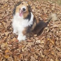 Lannon's Animal Hospital ico
