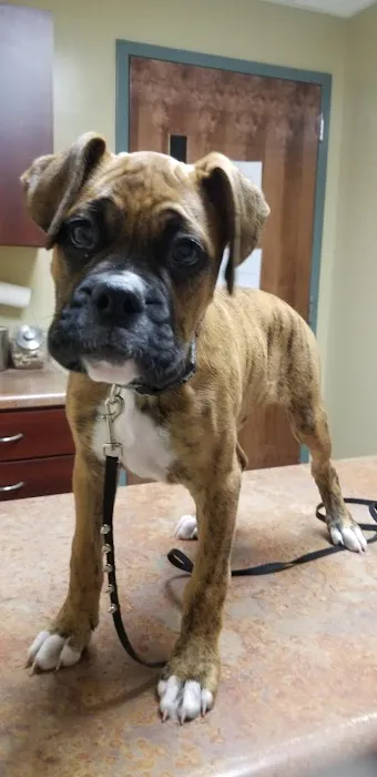 Lannon's Animal Hospital Picture 4