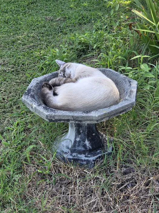East Carolina Animal Emergency Picture 2