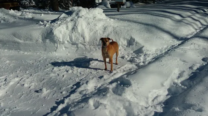 East Carolina Animal Emergency Picture 4