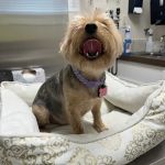 Pasquotank Animal Hospital