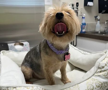 Pasquotank Animal Hospital
