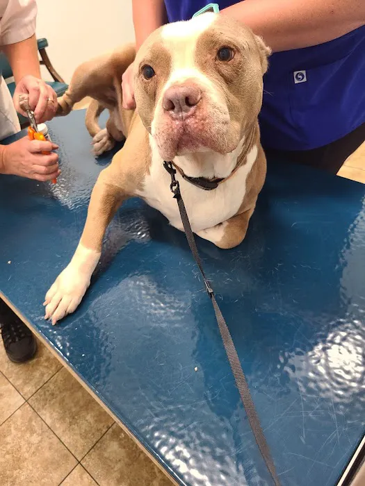 Goose Creek Animal Hospital Picture 8