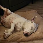 Powellsville Pet Clinic