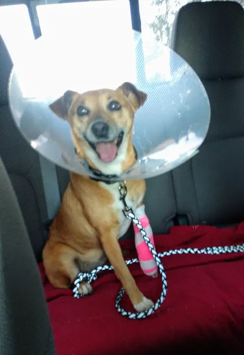 Powellsville Pet Clinic Picture 6