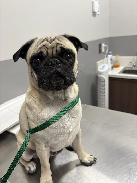 Mission Veterinary Clinic and Animal Emergency Hospital Picture 2
