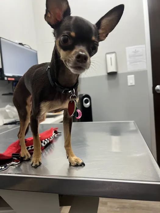 Mission Veterinary Clinic and Animal Emergency Hospital Picture 5