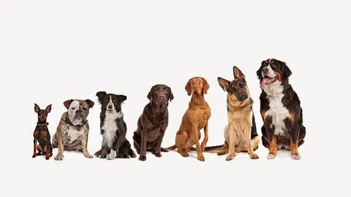Mission Veterinary Clinic and Animal Emergency Hospital Picture 8
