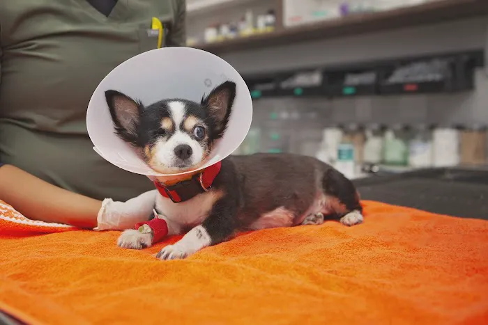 Mission Veterinary Clinic and Animal Emergency Hospital Picture 9
