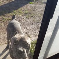 North Valley Veterinary Clinic ico