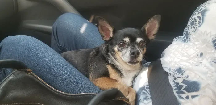 Balboa Veterinary Medical Center Picture 2