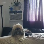 Northridge Pet Hospital
