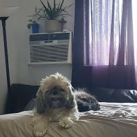 Northridge Pet Hospital ico