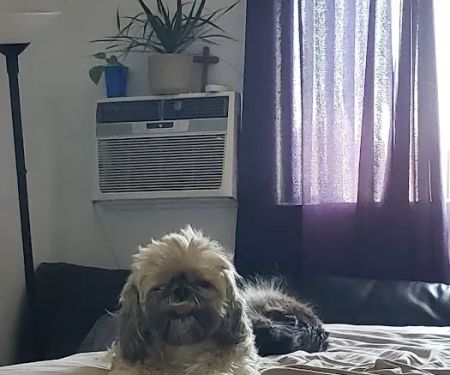 Northridge Pet Hospital